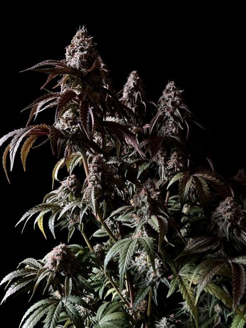 3M 🍋 Black Lemon. Week 15