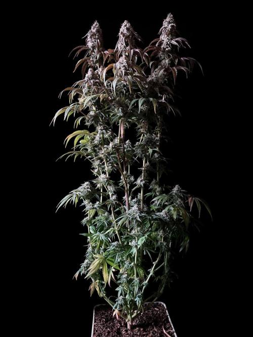 3M 🍋 Black Lemon. Week 15