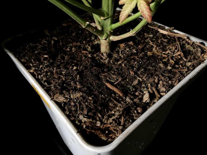 3M 🍋 Black Lemon. Week 15 - Sacred mulch