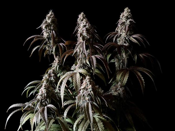 3M 🍋 Black Lemon. Week 15