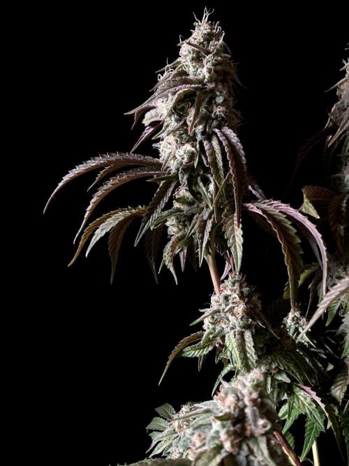 3M 🍋 Black Lemon. Week 15