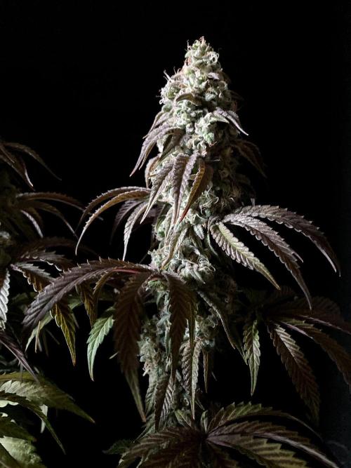 3M 🍋 Black Lemon. Week 15