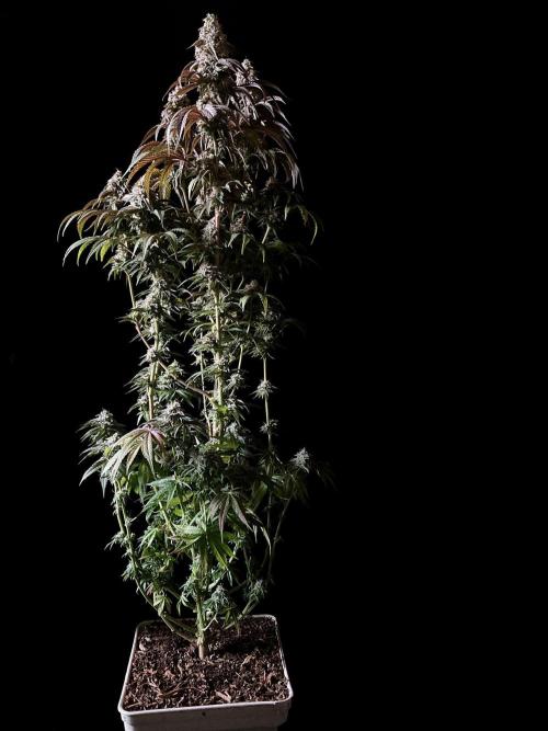 3M 🍋 Black Lemon. Week 15