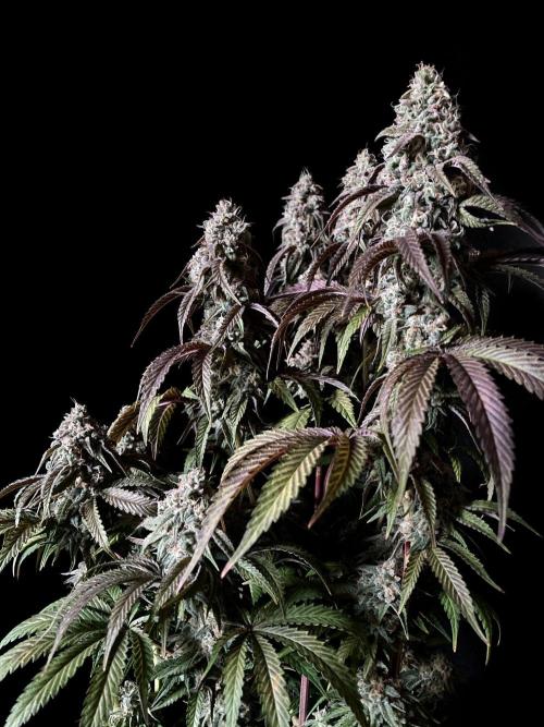 3M 🍋 Black Lemon. Week 15