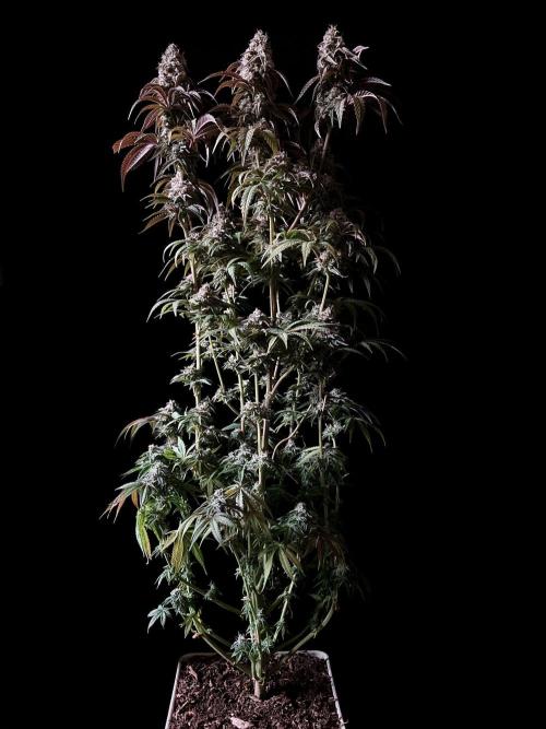 3M 🍋 Black Lemon. Week 15