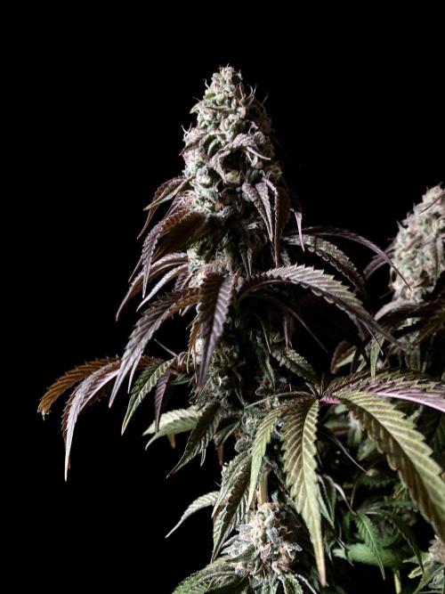 3M 🍋 Black Lemon. Week 15