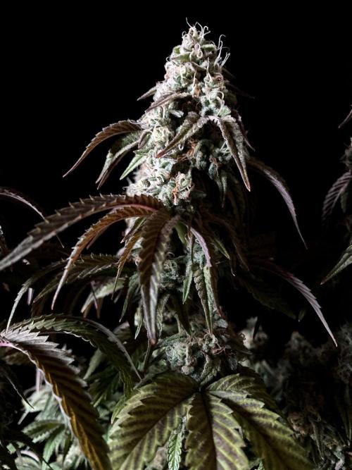 3M 🍋 Black Lemon. Week 15