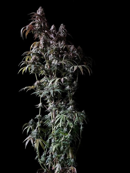 3M 🍋 Black Lemon. Week 15