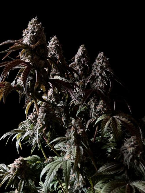 3M 🍋 Black Lemon. Week 15