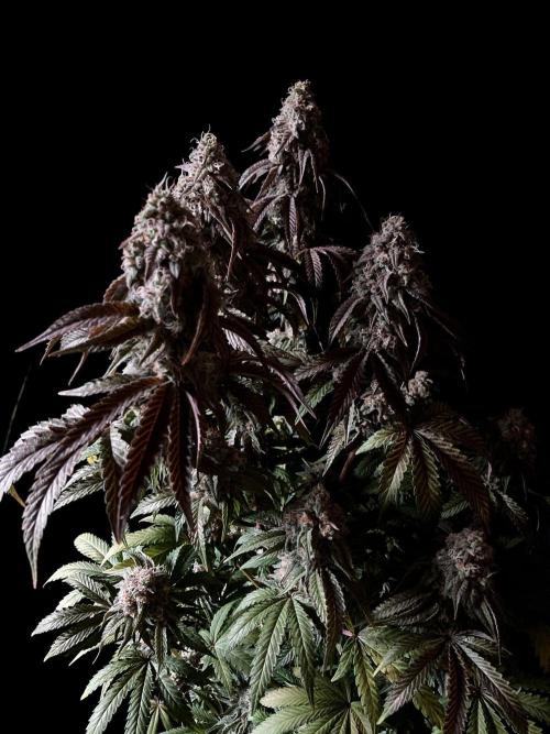 3M 🍋 Black Lemon. Week 15