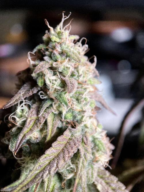 3M 🍋 Black Lemon. Week 15