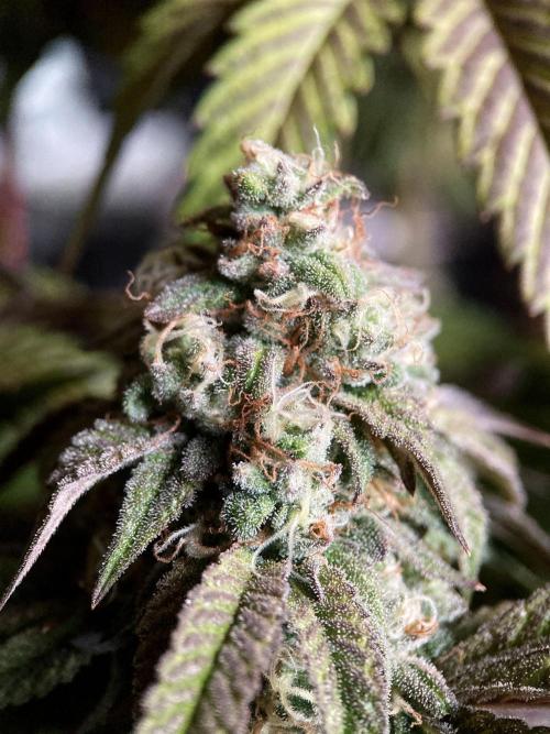 3M 🍋 Black Lemon. Week 15