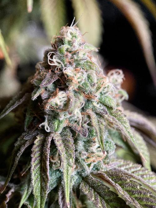 3M 🍋 Black Lemon. Week 15