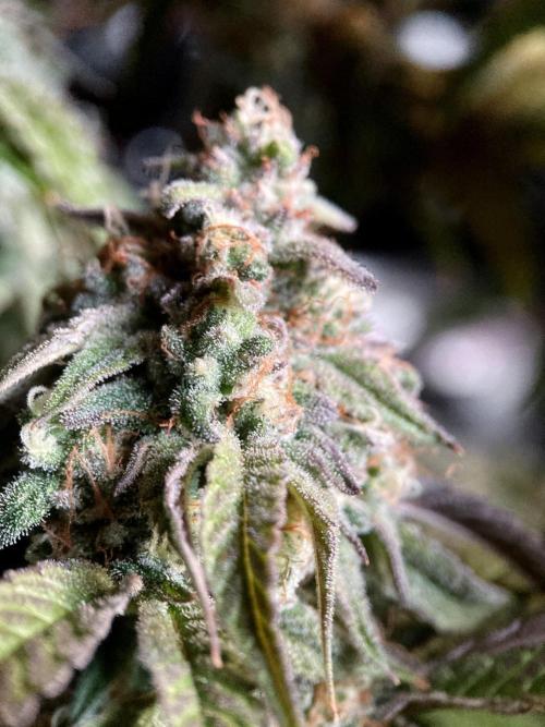 3M 🍋 Black Lemon. Week 15