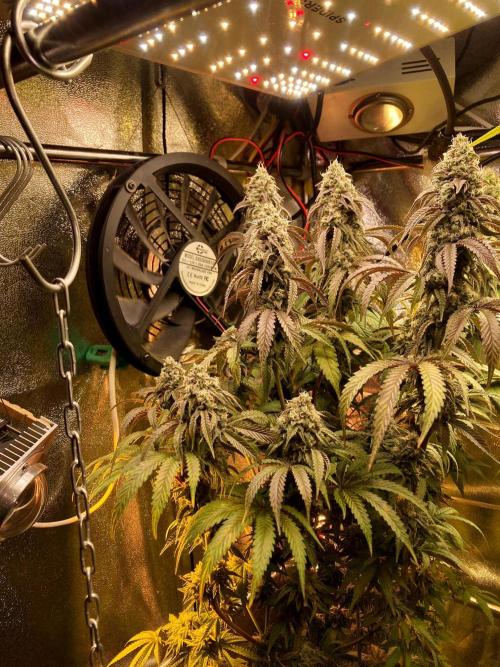 3M 🍋 Black Lemon. Week 15