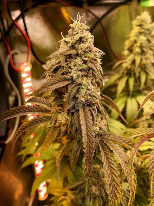 3M 🍋 Black Lemon. Week 15