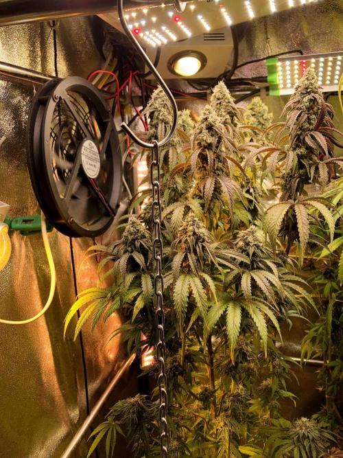 3M 🍋 Black Lemon. Week 15