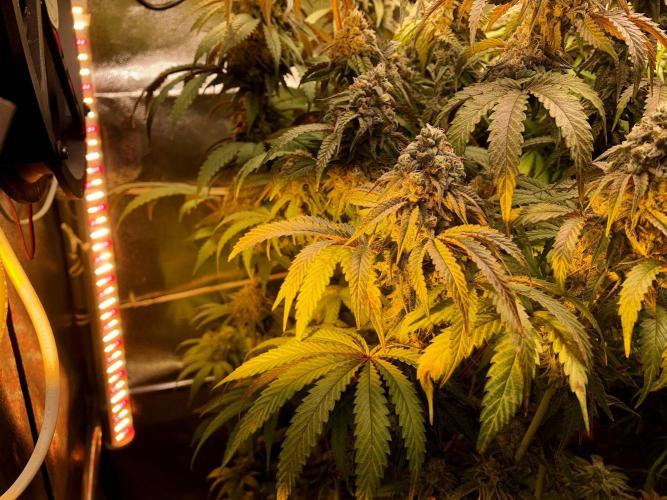 3M 🍋 Black Lemon. Week 15