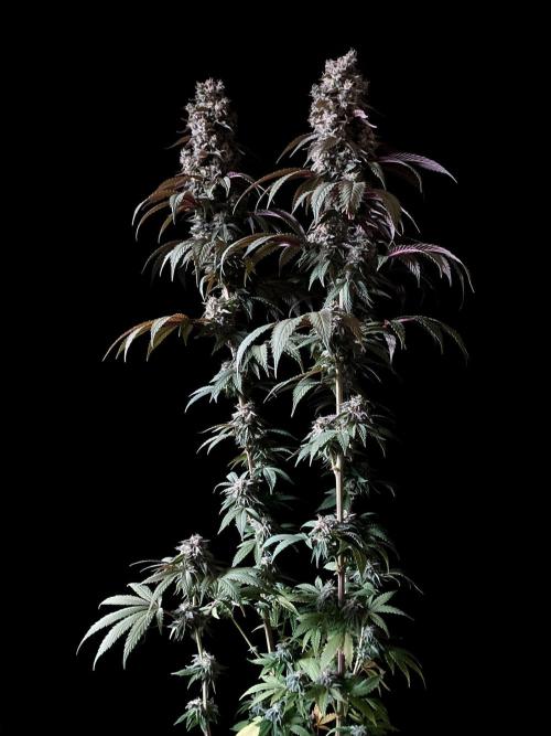 3M 🍏 Green Gelato. Week 15