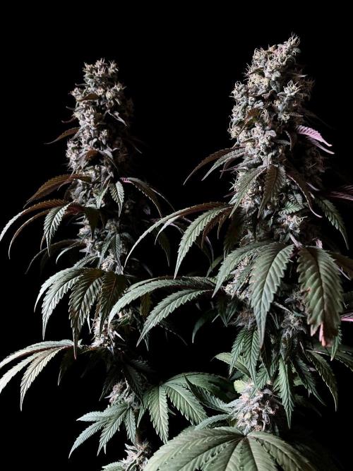 3M 🍏 Green Gelato. Week 15