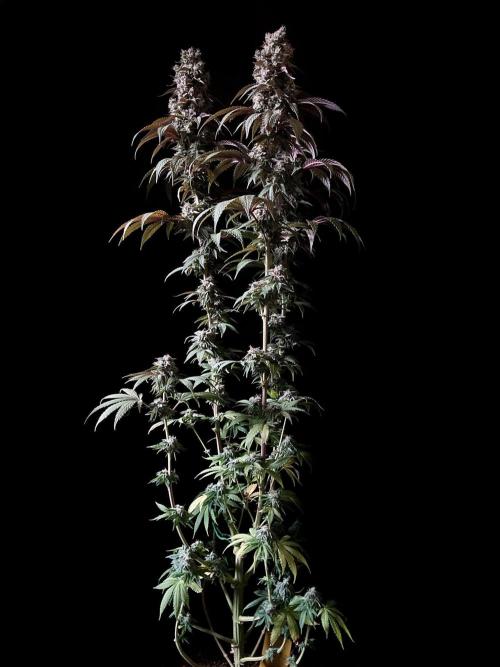 3M 🍏 Green Gelato. Week 15