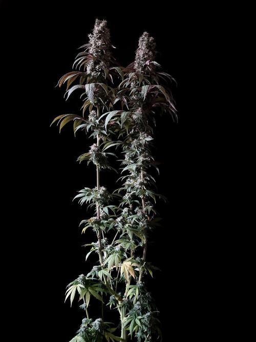 3M 🍏 Green Gelato. Week 15