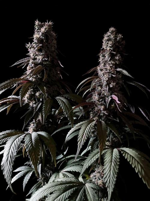 3M 🍏 Green Gelato. Week 15