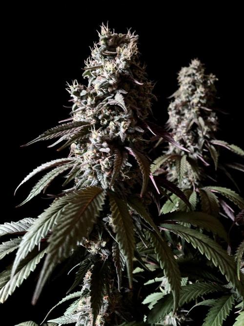 3M 🍏 Green Gelato. Week 15