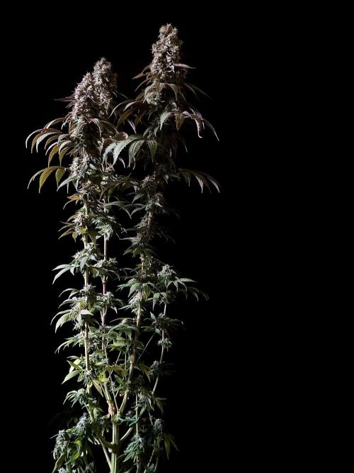 3M 🍏 Green Gelato. Week 15