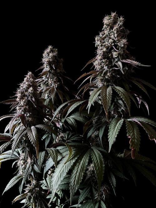 3M 🍏 Green Gelato. Week 15