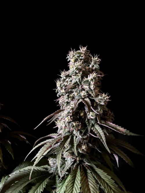 3M 🍏 Green Gelato. Week 15