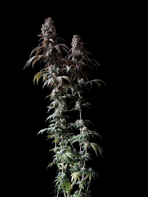 3M 🍏 Green Gelato. Week 15