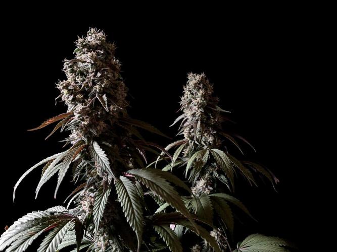 3M 🍏 Green Gelato. Week 15