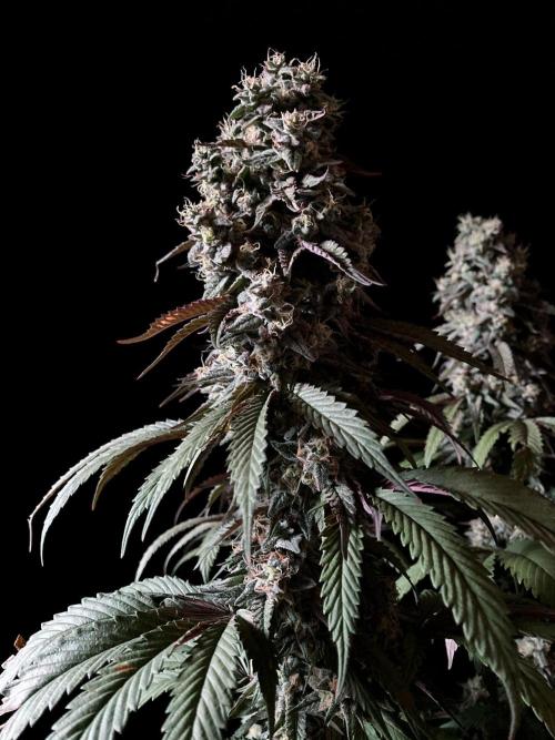 3M 🍏 Green Gelato. Week 15