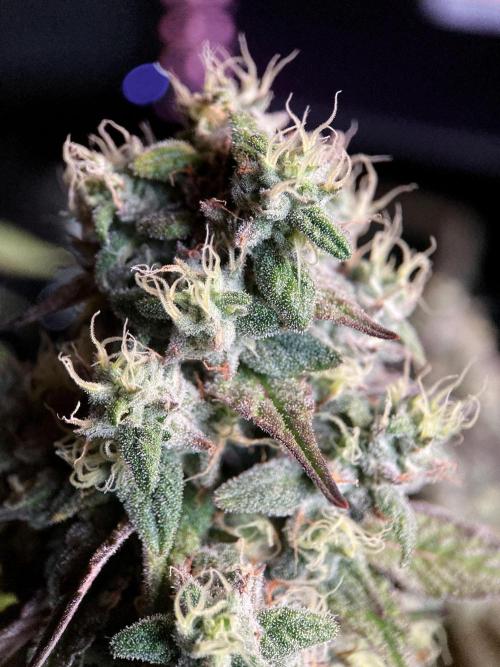 3M 🍏 Green Gelato. Week 15