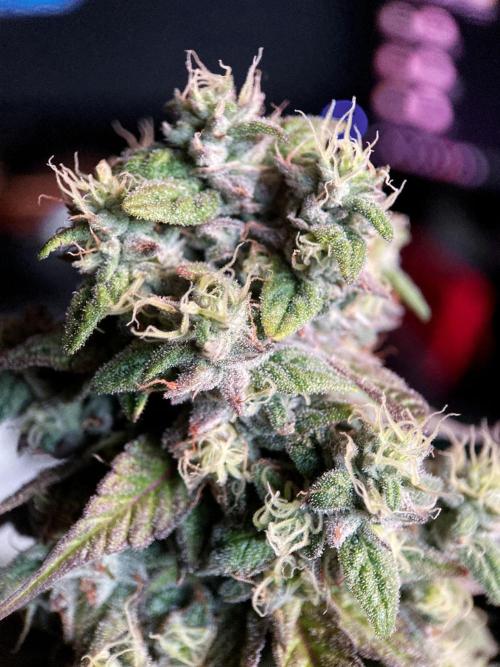 3M 🍏 Green Gelato. Week 15