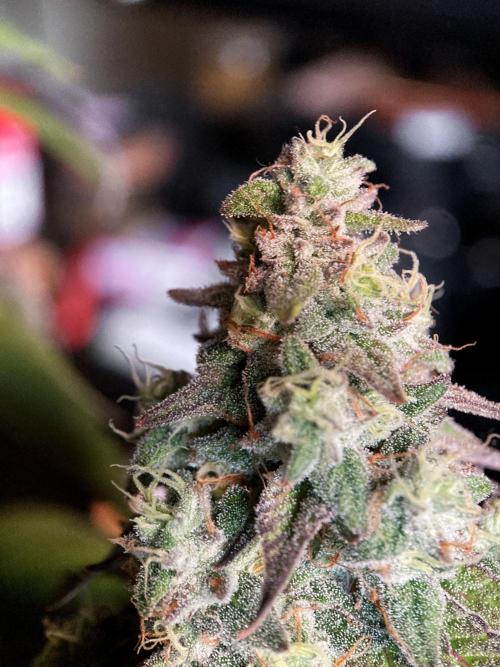 3M 🍏 Green Gelato. Week 15