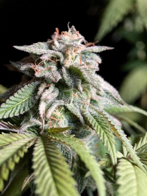 3M 🍏 Green Gelato. Week 15