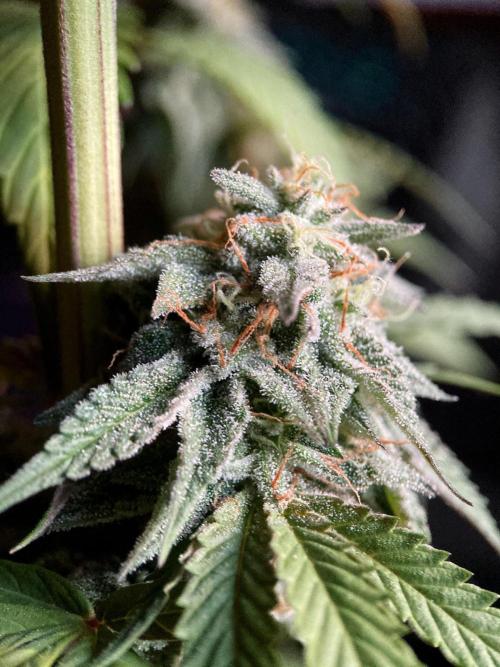 3M 🍏 Green Gelato. Week 15