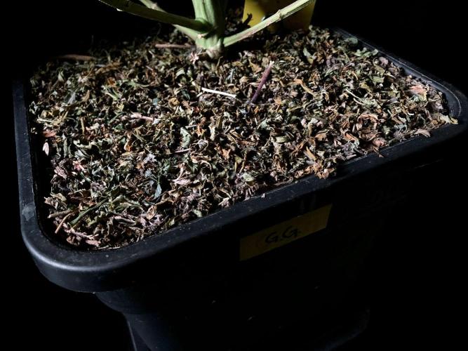 3M 🍏 Green Gelato. Week 15 - Sacred Mulch