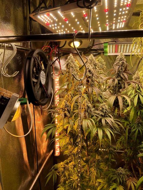 3M 🍏 Green Gelato. Week 15