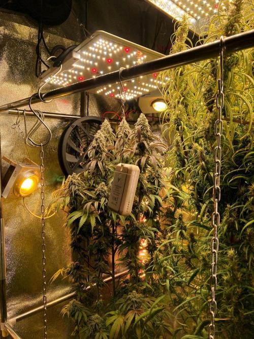 3M 🍏 Green Gelato. Week 15