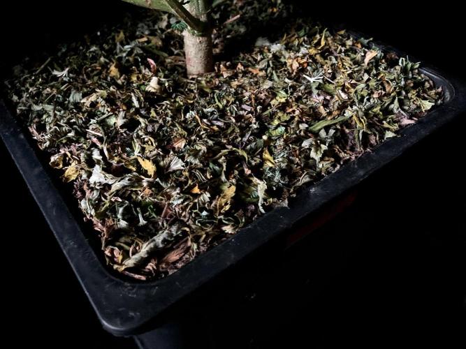 3M ⭕ Panama Red II. Week 15 - Sacred Mulch