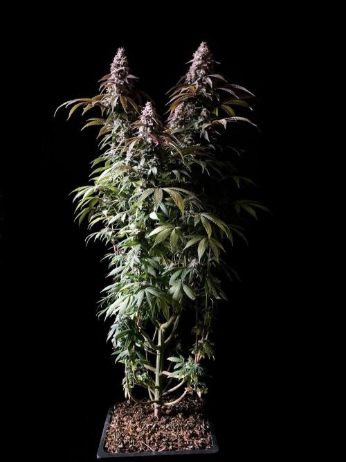 3M ⭕ Panama Red II. Week 15