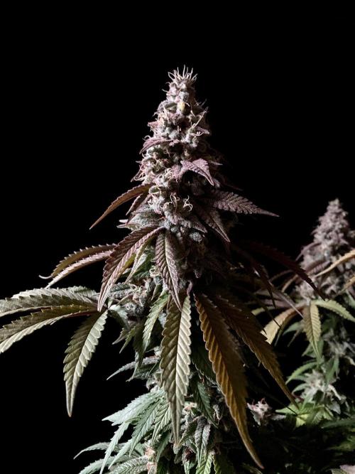 3M ⭕ Panama Red II. Week 15