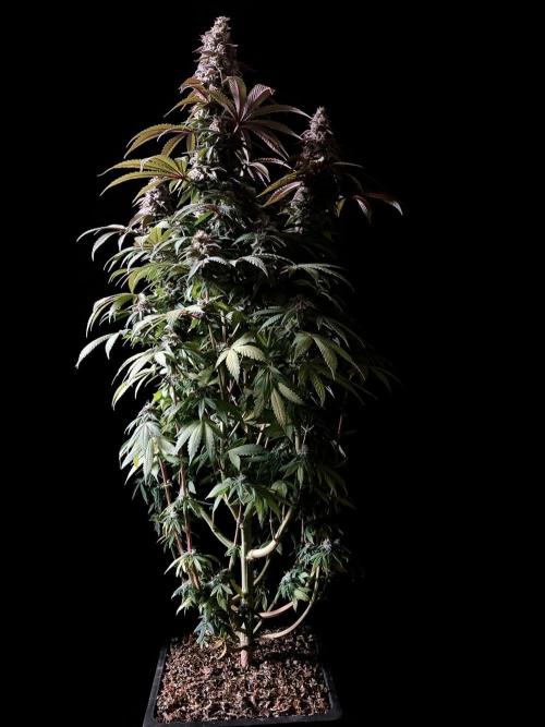 3M ⭕ Panama Red II. Week 15