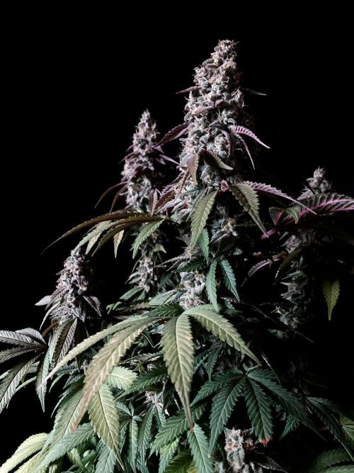 3M ⭕ Panama Red II. Week 15