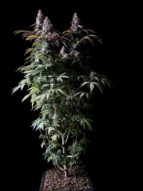 3M ⭕ Panama Red II. Week 15