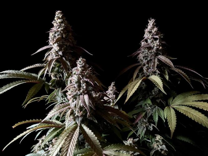 3M ⭕ Panama Red II. Week 15