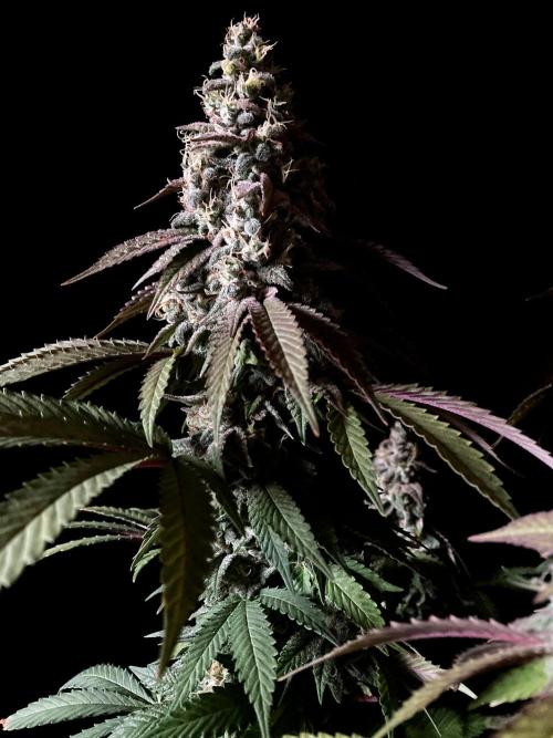 3M ⭕ Panama Red II. Week 15